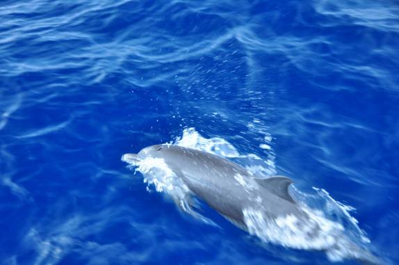 Golfinhos nos acompanham em mar aberto no primeiro e longo dia de travessia de veleiro de Cartagena (Colômbia) até o arquipélago de San Blás (Panamá)